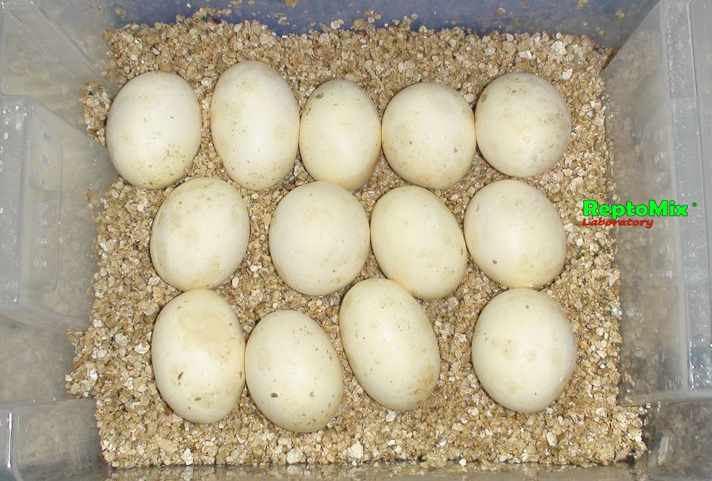 Зелёный питон Morelia viridis (Merauke) 