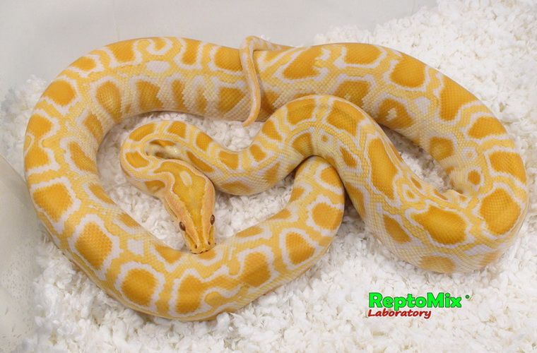 Темный тигровый питон Албинос Python molurus bivittatus Albino