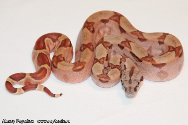 Императорский удав Гипо, Джангл Boa constrictor imperator Salmon Boa constrictor imperator Salmon Hypo Jungle (Cross Red Salmon Scarlet Х Jungle(Original Swedish line)