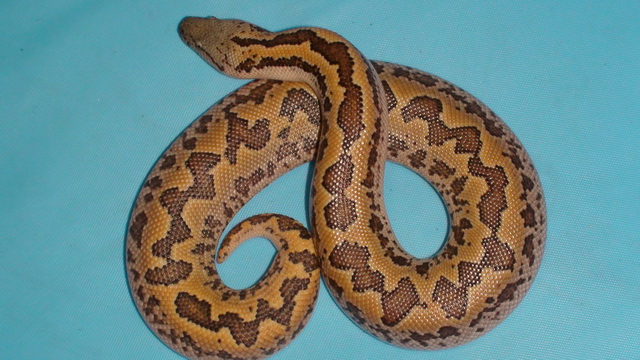 Шаршавогвостый удавчик Gongylophis conicus