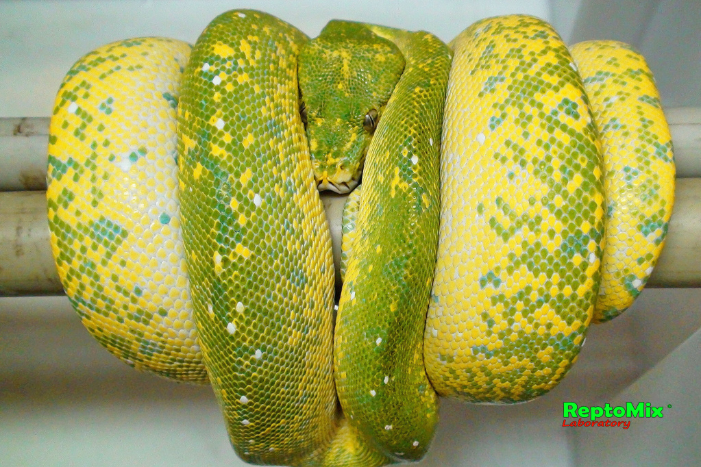 Зелёный питон (Aru x Biak var."Lemon Tree") Morelia viridis (Aru x Biak var."Lemon Tree")