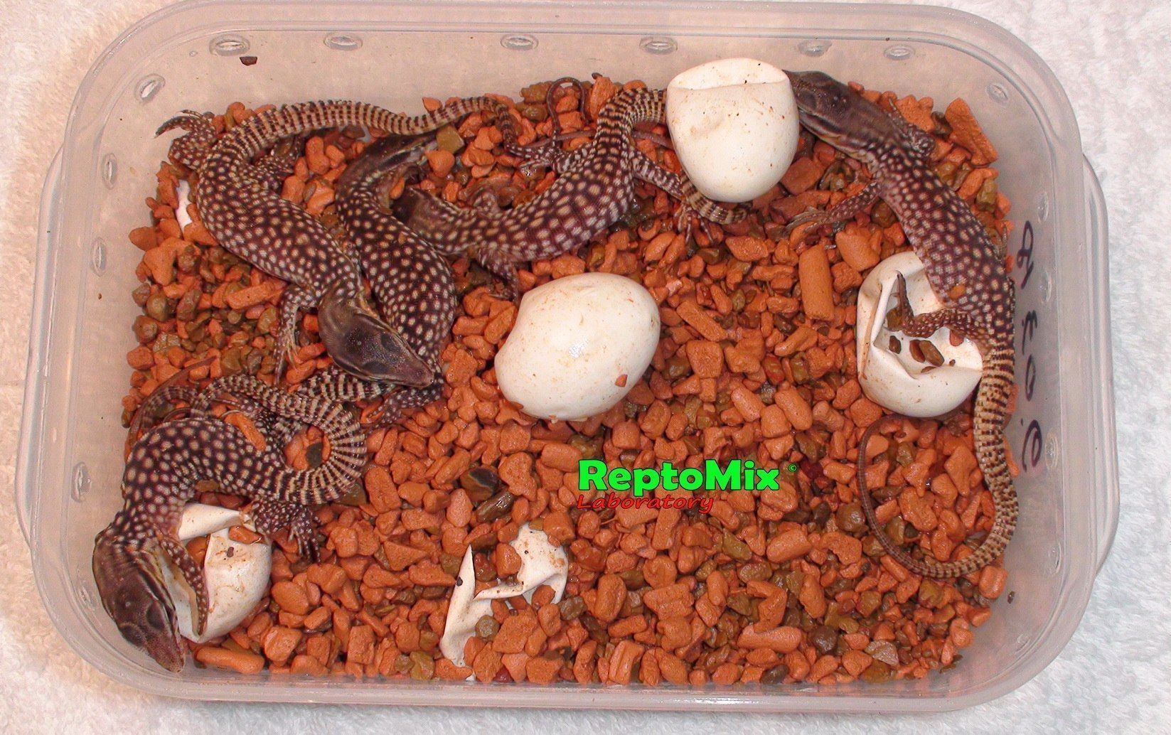 Австралийский кольцехвостый варан Varanus acanthurus