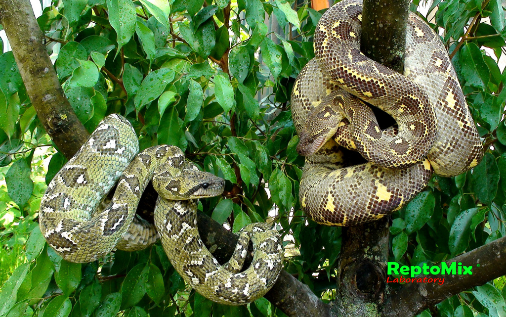 Мадагаскарский древесный удав  Sanzinia volontany