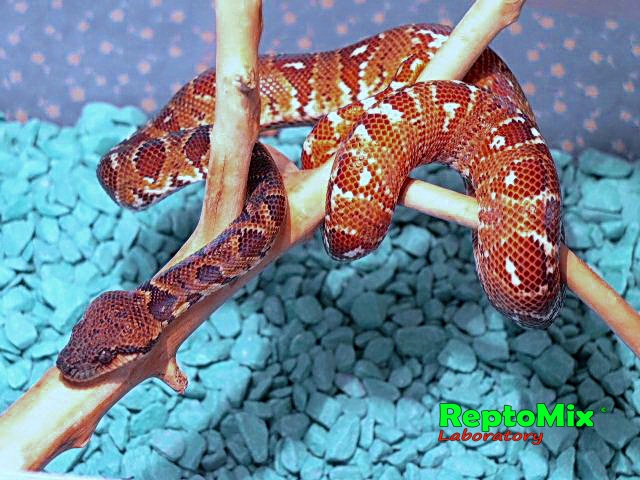 Мадагаскарский древесный удав Sanzinia madagascariensis 