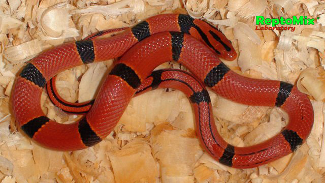 Бамбуковый полоз Oreophis porphyraceus pulchra Mt.Da Wei Shan(Yunnan, china) 