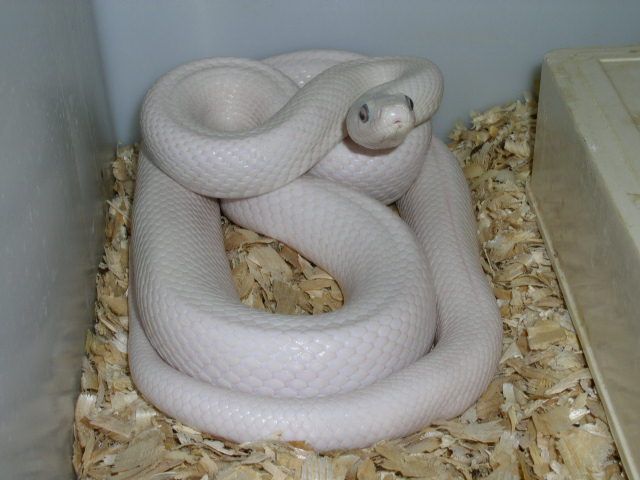 Крысиный полоз Луцист Elaphe obsoleta lindchaimeri leucistic (Pantherophis obsoletus lindchaimeri leucistic)