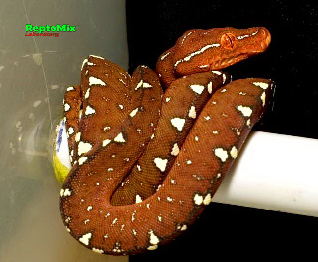 Зелёный питон локалитет Arfak Morelia viridis (Arfak)