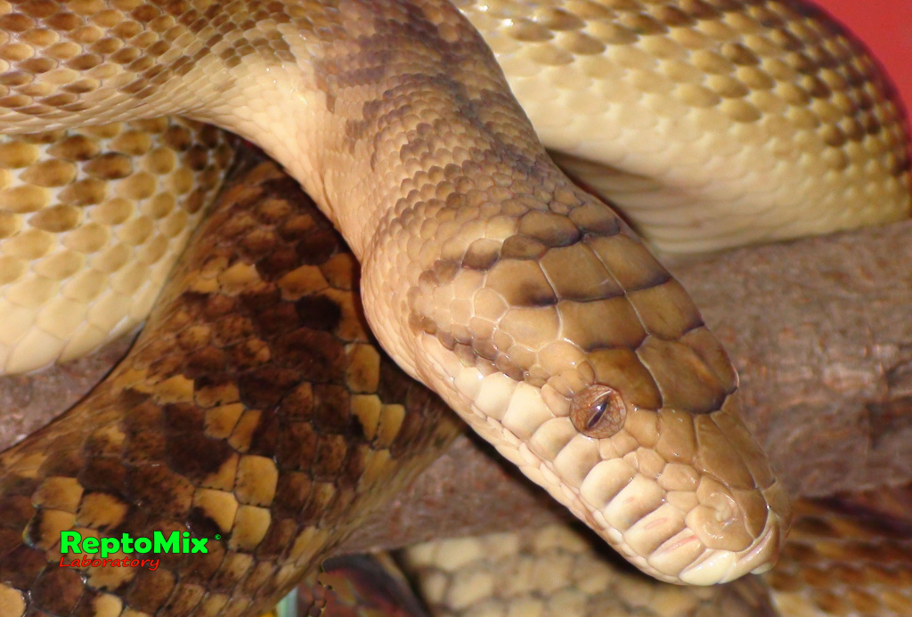 Аметистовый питон локалитет Мерауки Morelia ametistina (Merauky)