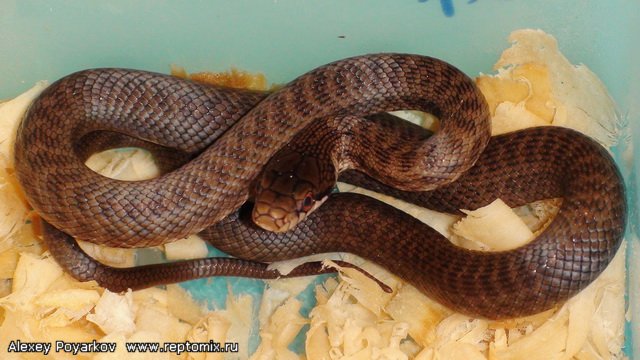 Персидский полоз Zamenis persicus