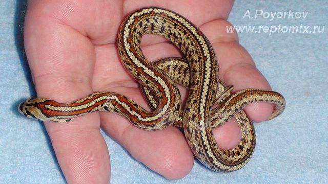 Леопардовый полоз (о. Милос,Греция) Zamenis situla (Milos, Greece)