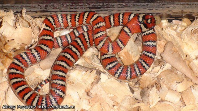 Горная молочная змея Lampropeltis pyromelana knoblochi 