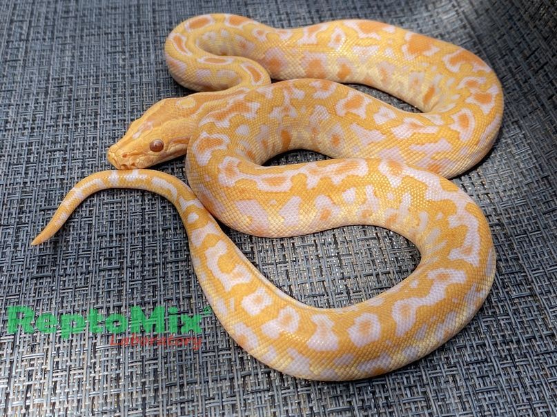 Темный тигровый питон Albino