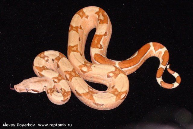 Императорский удав Boa constrictor imperator Sunglow Blond albino (Max Caramel albino T+)
