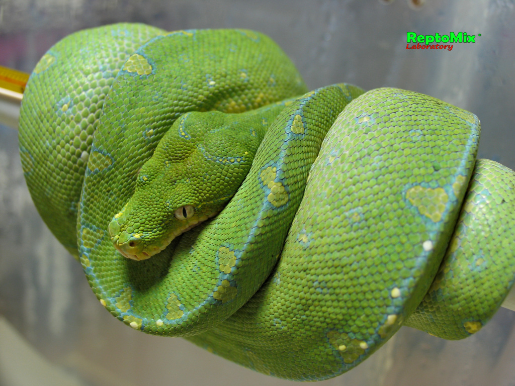 Зелёный питон Morelia viridis (Lereh)