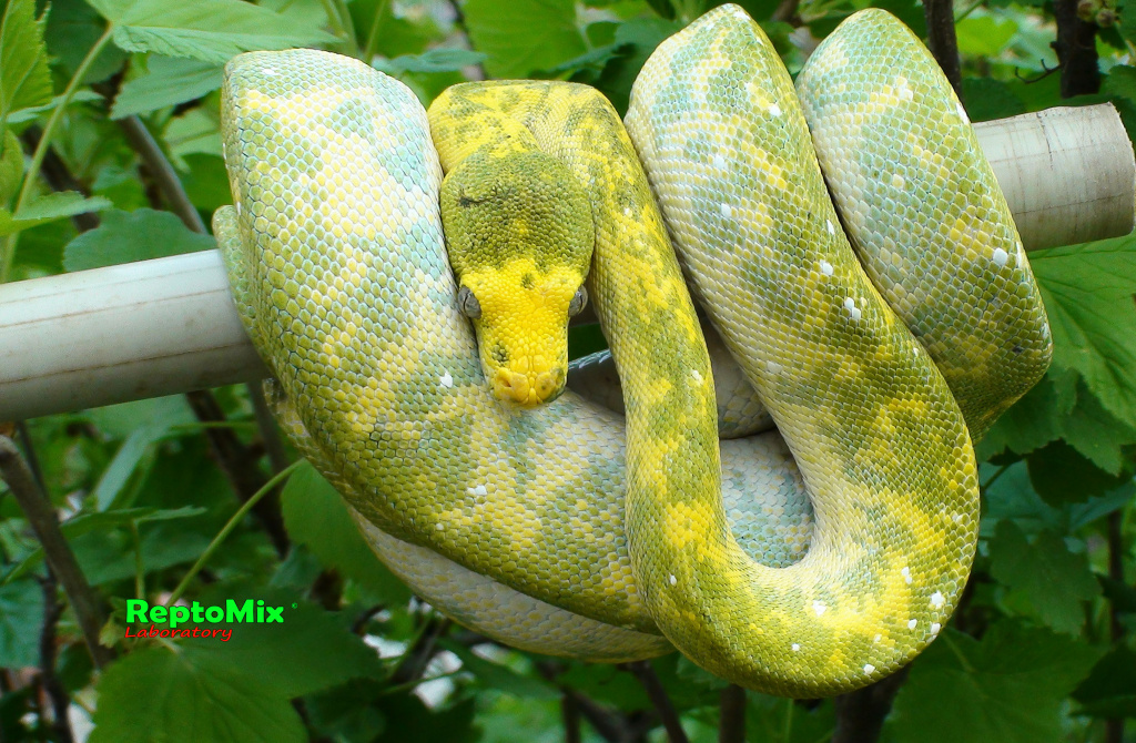 Зелёный питон с о.Биак Morelia viridis (Biak)