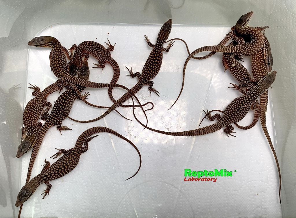 Австралийский кольцехвостый варан Varanus acanthurus