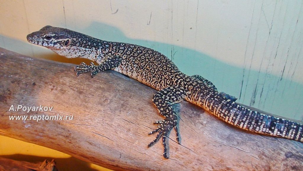 Тиморский варан Varanus timorensis