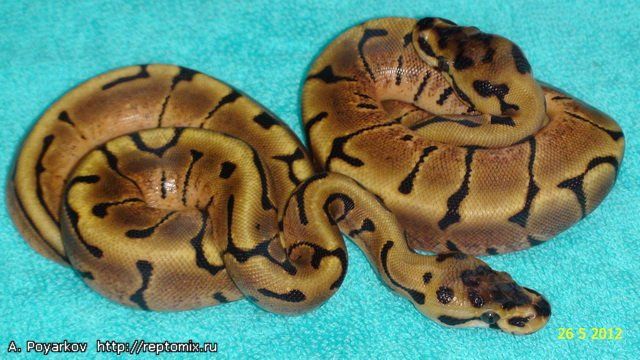 Королевский питон  Python regius Spider Enchi