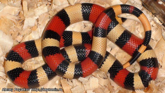 Молочная змея Кембела Lampropeltis triangulum campbelli 