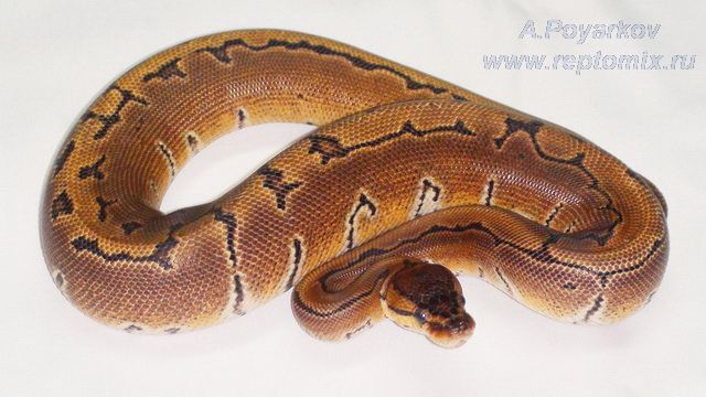 Королевский питон Python regius Pinstripe