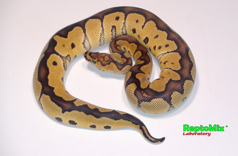 Королевский питон Python regius Clown
