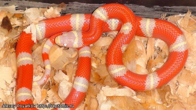 Молочная змея Нельсона альбинос  Lampropeltis triangulum nelsoni Albino