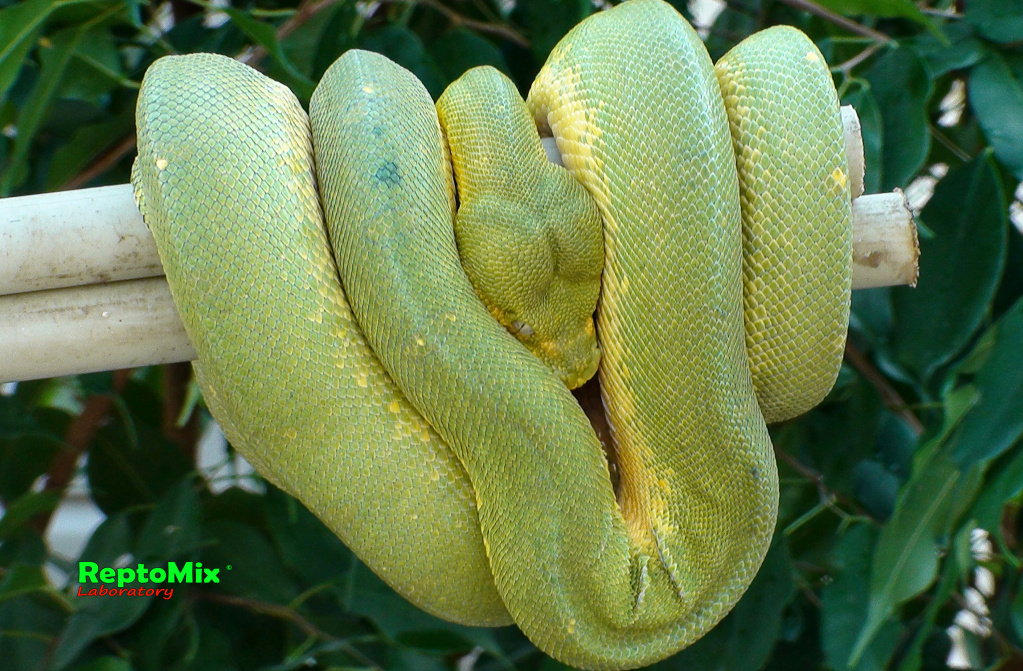 Зелёный питон Morelia viridis (Sorong) 