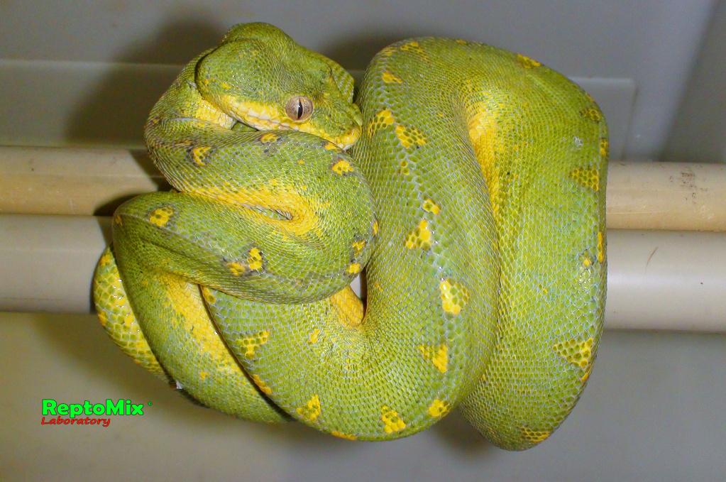 Зелёный питон локалитет Arfak Morelia viridis (Arfak)