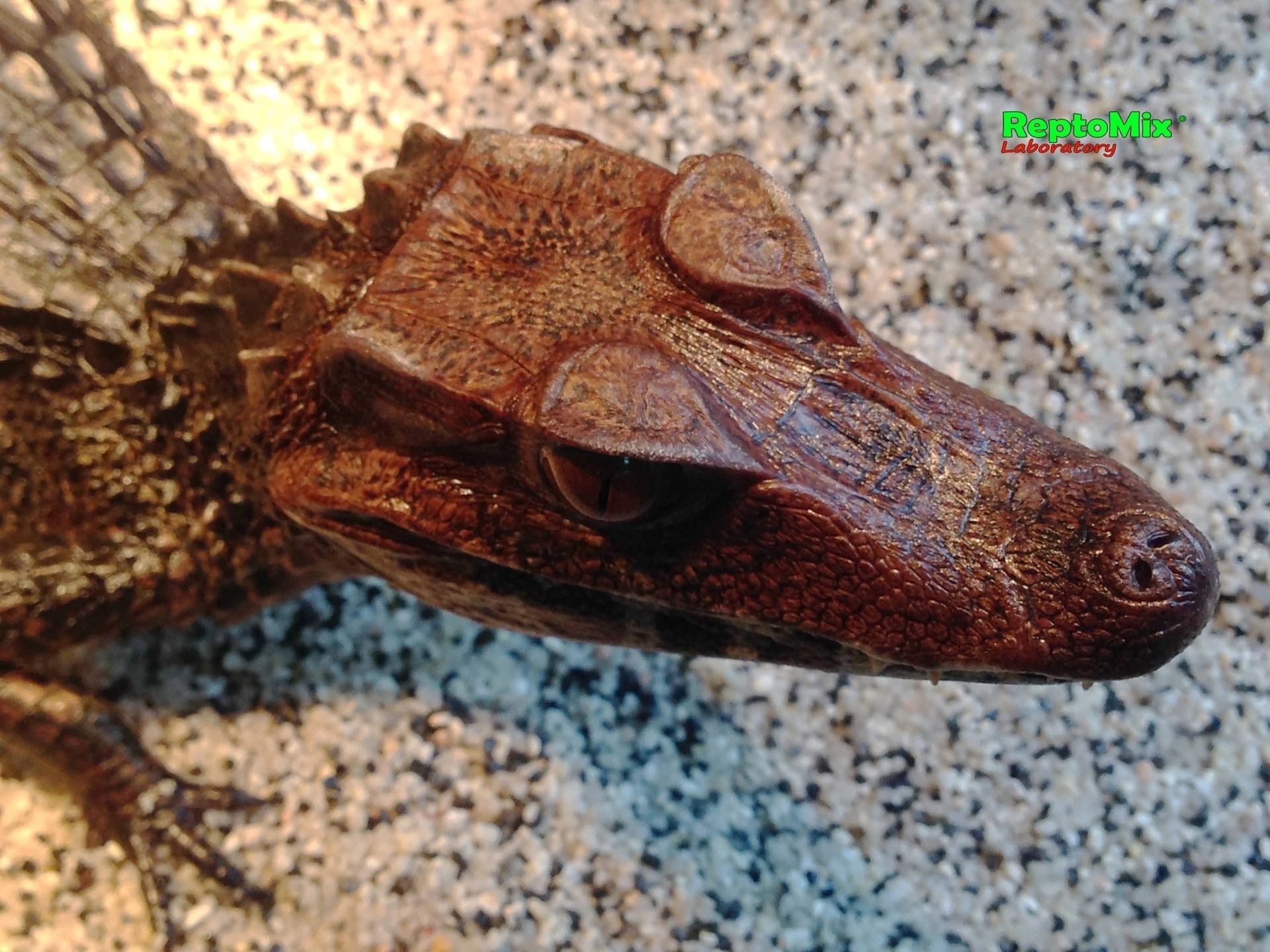 Гладколобый кайман Кювье Paleosuchus palpebrosus