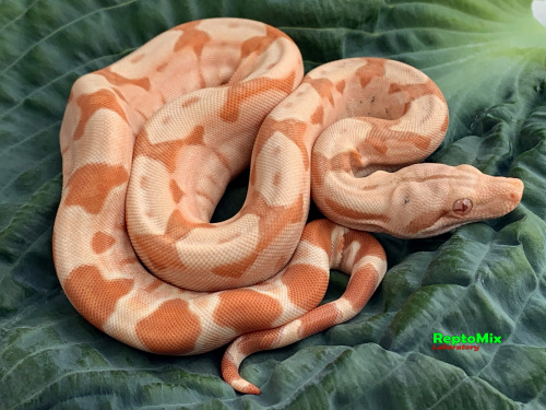 BCI SalmonHypo Sanglow (Kahl)