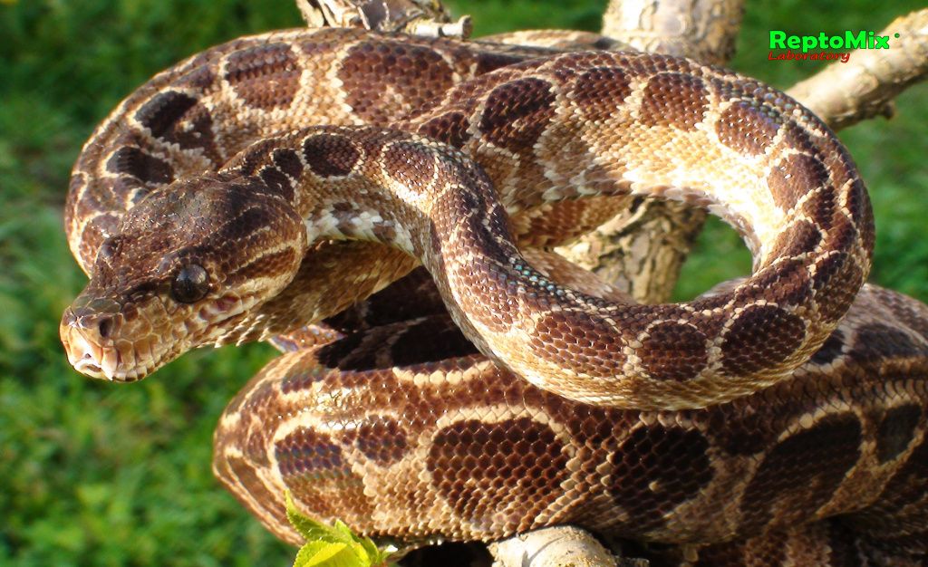 Садовый удав Corallus hortulanus enydris