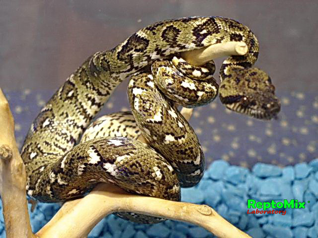 Мадагаскарский древесный удав Sanzinia madagascariensis 