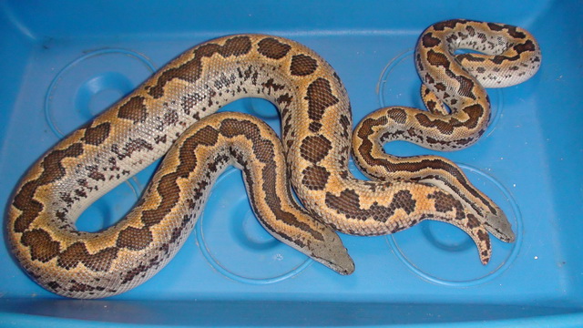 Шаршавогвостый удавчик Gongylophis conicus