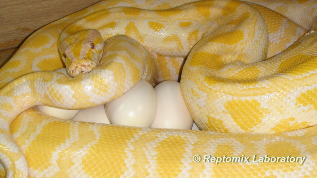 Темный тигровый питон Албинос Python molurus bivittatus Albino