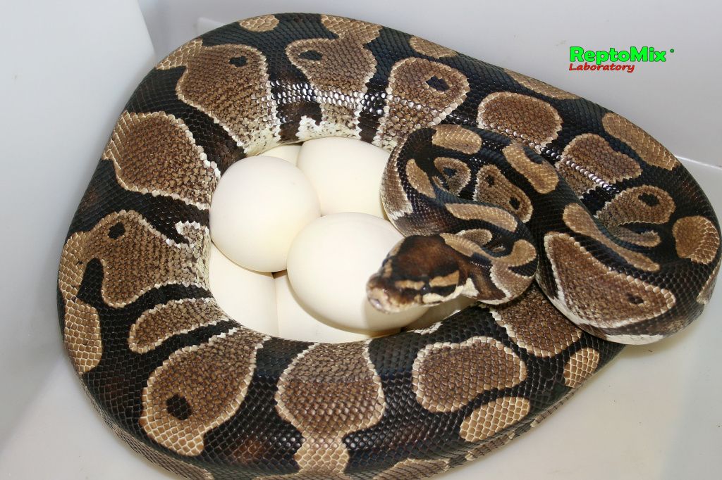 Королевский питон Python regius (normal) 