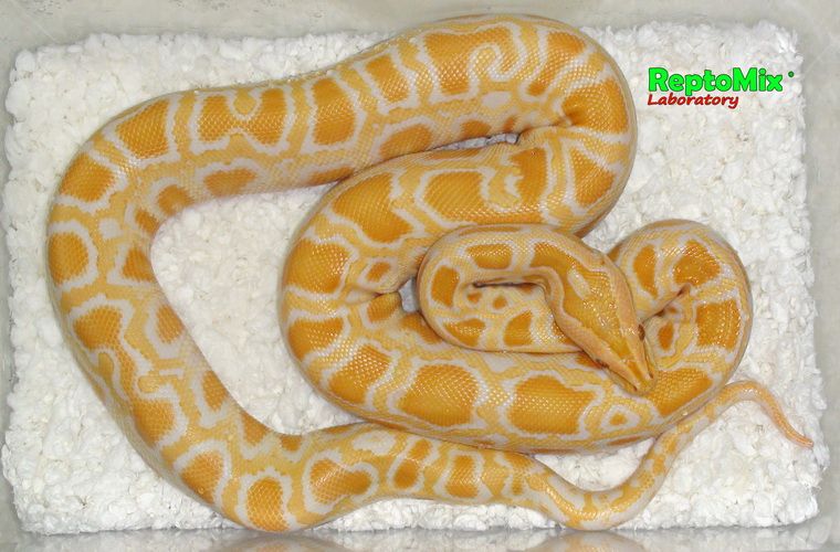 Темный тигровый питон Албинос Python molurus bivittatus Albino