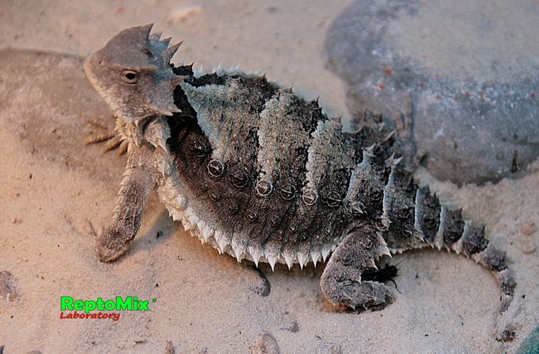 Гиганская жабовидная ящерица Phrynosoma asio 