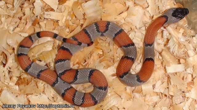 Серая молочная змея Lampropeltis alterna blairi 