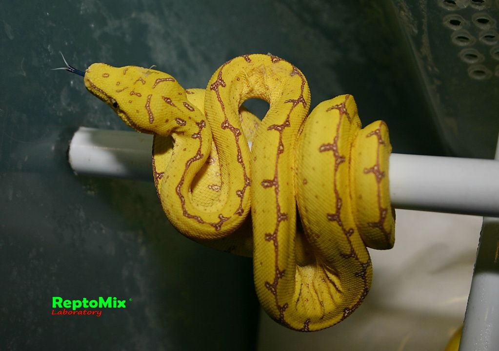 Зелёный питон Morelia viridis (Merauke) 