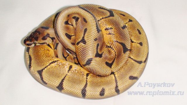 Королевский питон  Python regius Spider Enchi