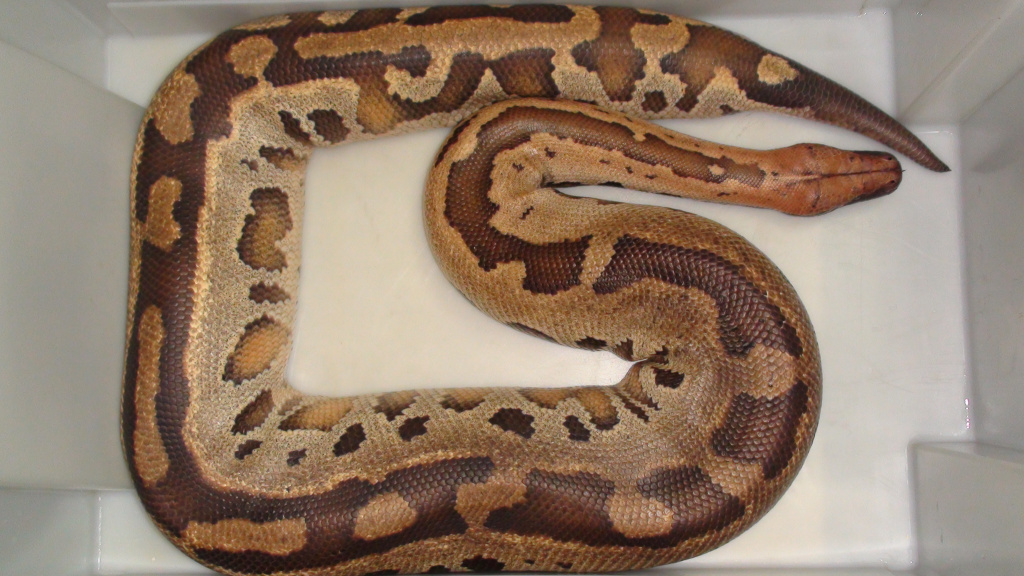 Короткохвостый питон Python сurtus brongersmai (Northen Sumatra) 