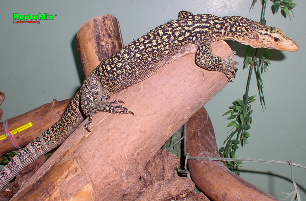 Жёлтый варан Varanus melinus