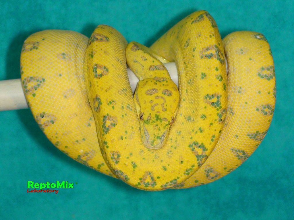 Зелёный питон (Aru x Biak var."Lemon Tree") Morelia viridis (Aru x Biak var."Lemon Tree")