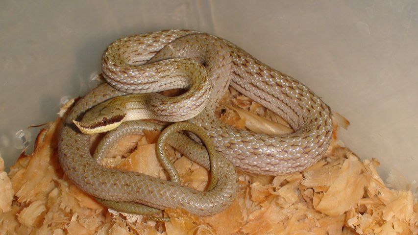 Носатый зеленый полоз Rhynchophis boulengeri 