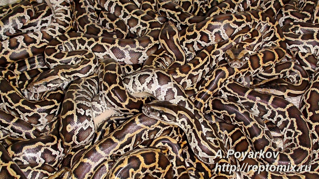 Темный тигровый питон  Python molurus bivittatus