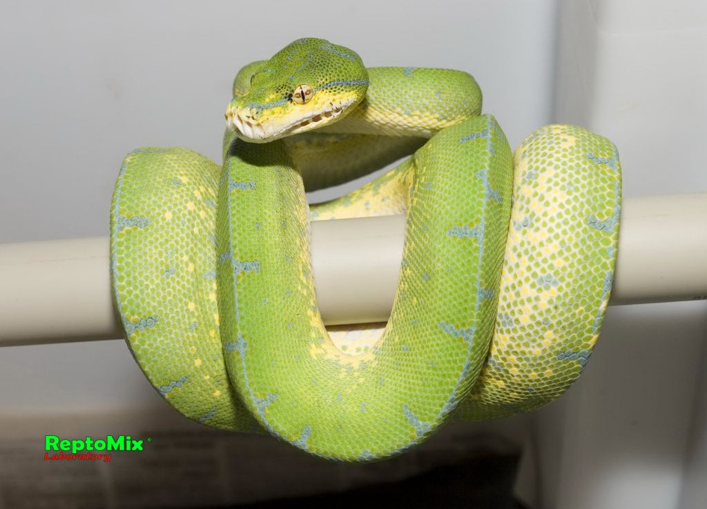 Зелёный питон Morelia viridis (Jayapura)