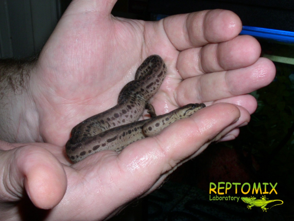 Змея-слоновый хобот Acrochordus javanicus