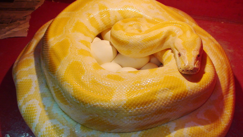 Темный тигровый питон Албинос Python molurus bivittatus Albino