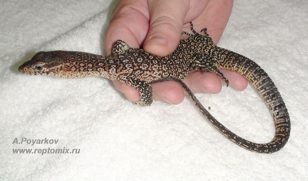 Тиморский варан Varanus timorensis