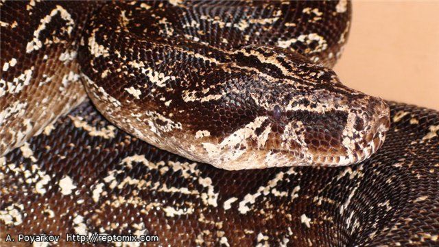 Аргентинский удав Boa constrictor occidentalis